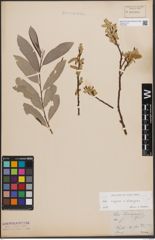 Foto von Salix caprea L. x Salix eleagnos Scop.